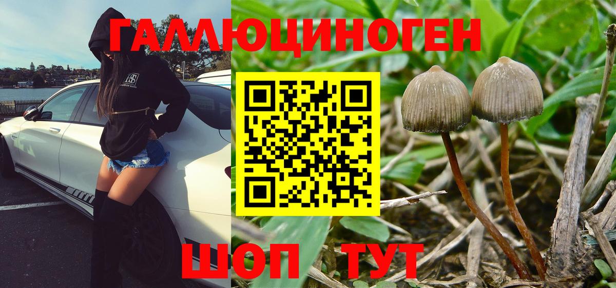 Псилоцибиновые грибы Psilocybe Приморско-Ахтарск